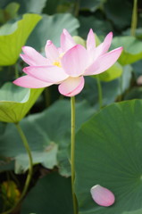 蓮