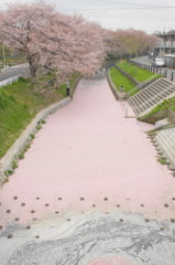 桜色の川