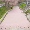 桜色の川