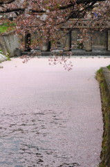 桜と堰と水面