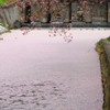 桜と堰と水面