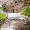 桜と堰と水面