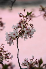 背景、桜です