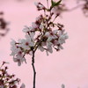 背景、桜です