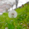 たんぽぽ