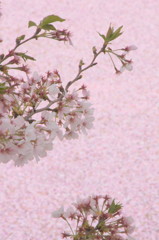 桜on桜