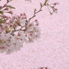 桜on桜