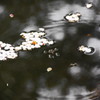 アメンボと花びら