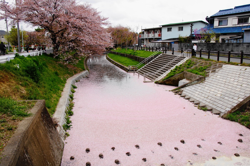 桜の川