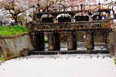 桜と堰