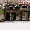 桜と堰