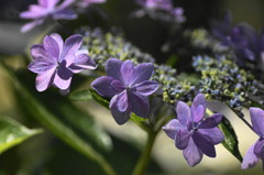 まさに紫陽花