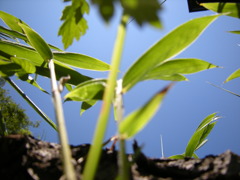 虫視点