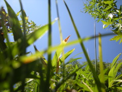 虫視点２