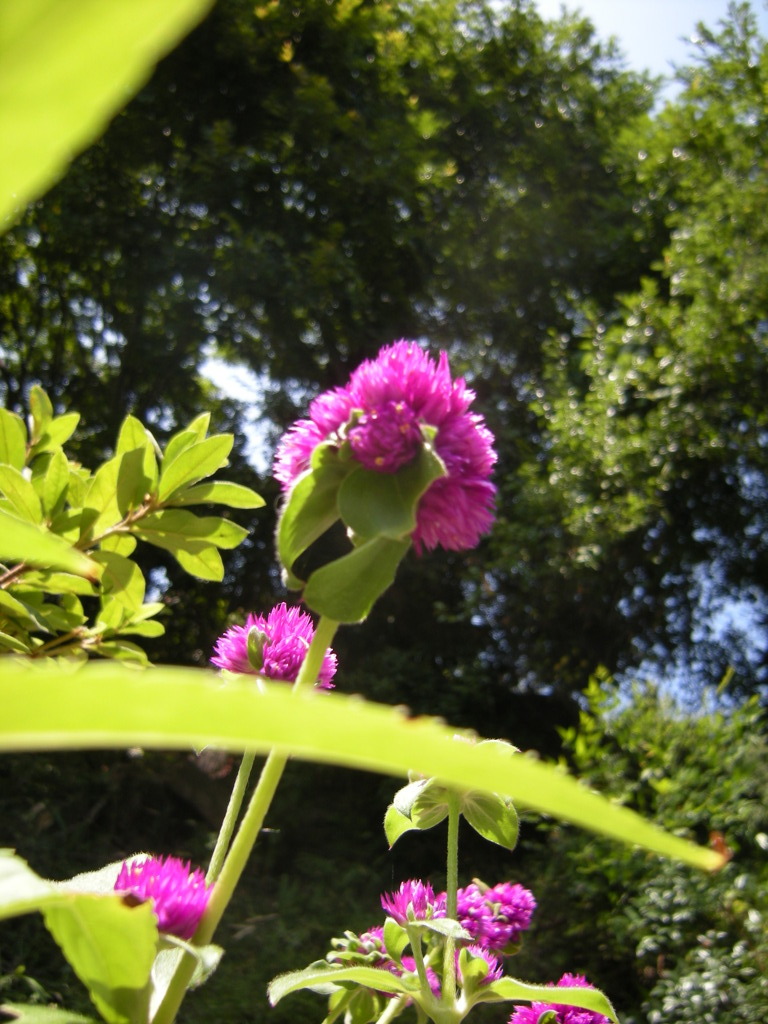 花と