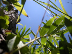 虫視点３