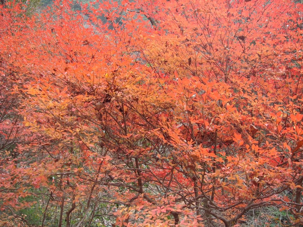 紅