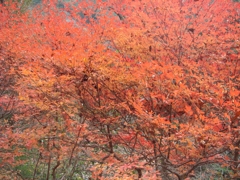 紅