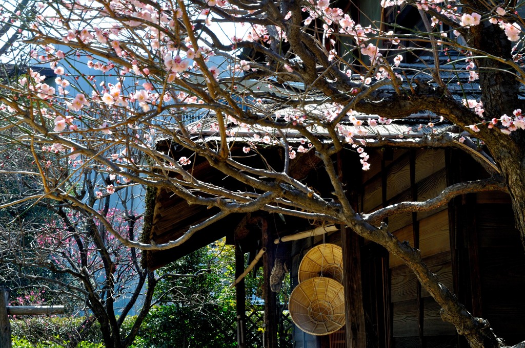 すげの傘と梅の花