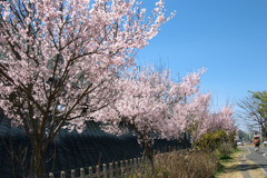 若い桜