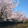 若い桜
