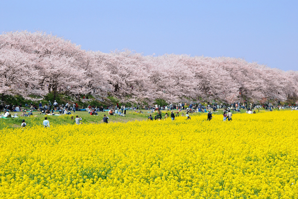 春の定番