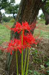 曼珠沙華