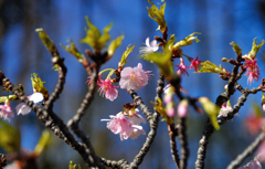 寒桜
