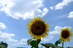 雲とヒマワリ