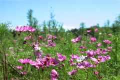 秋桜（残暑の中で）