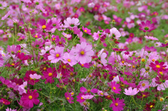 満開秋桜