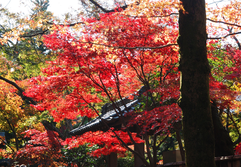 門と紅葉