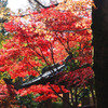 門と紅葉