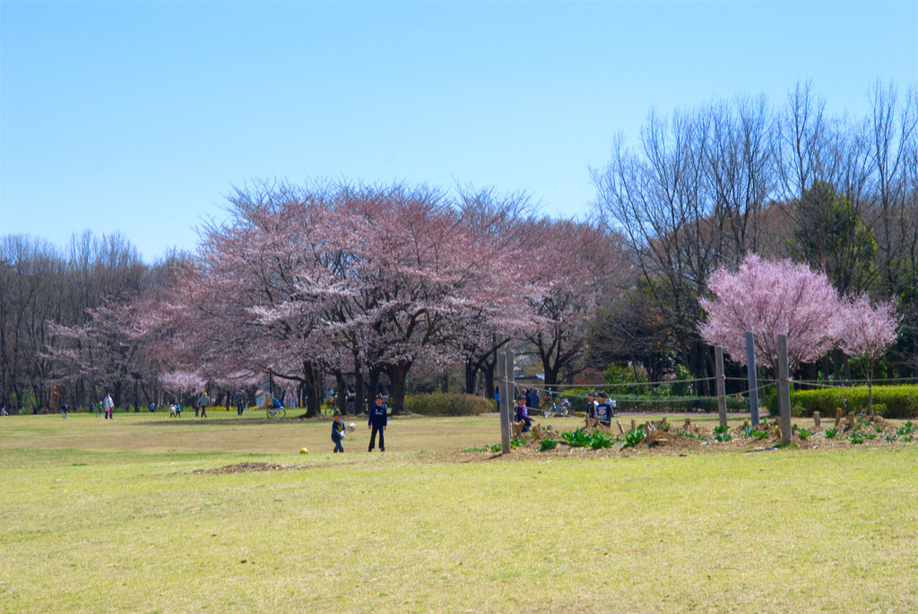 公園