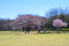 公園