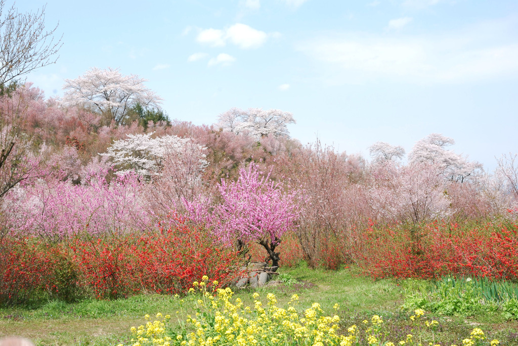 花見山