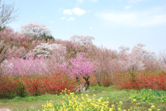 花見山