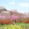 花見山