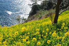 岸壁の花