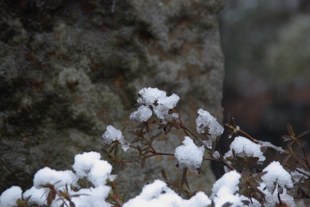 雪の花
