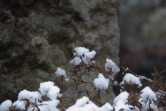雪の花