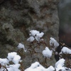 雪の花