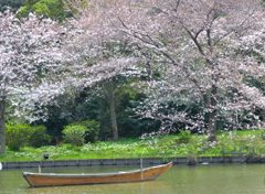 桜舟