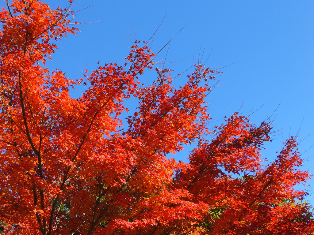Ｂｌｕｅ＆Ｒｅｄ