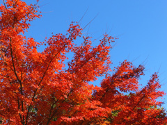 Ｂｌｕｅ＆Ｒｅｄ