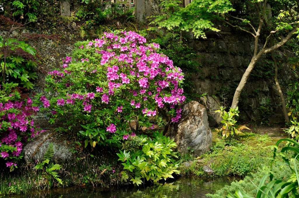水辺のつつじ