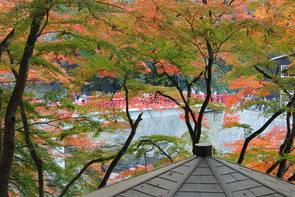 紅葉と橋