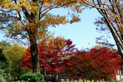 そらと紅（くれない）