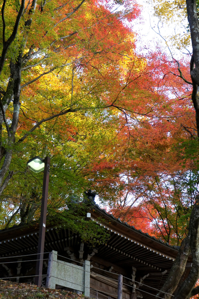 薄暮の香嵐渓
