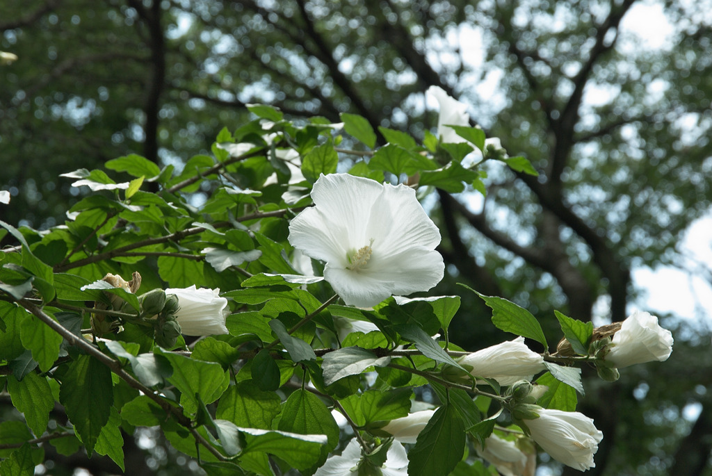 初夏の花
